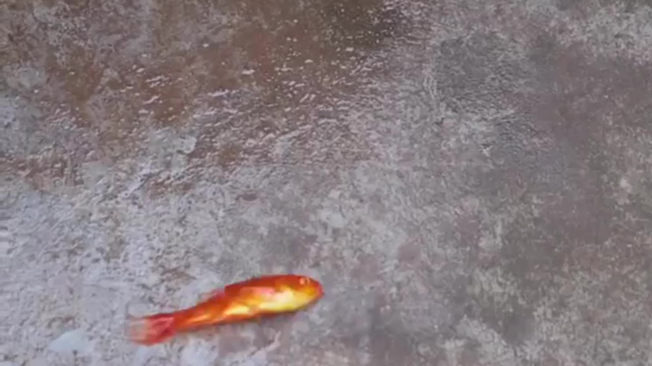 When my furry friend saw a fish in need, he didn't hesitate to lend a paw! 🐾🐟❤️