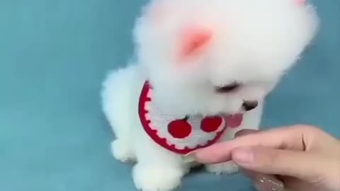 Cute puppie