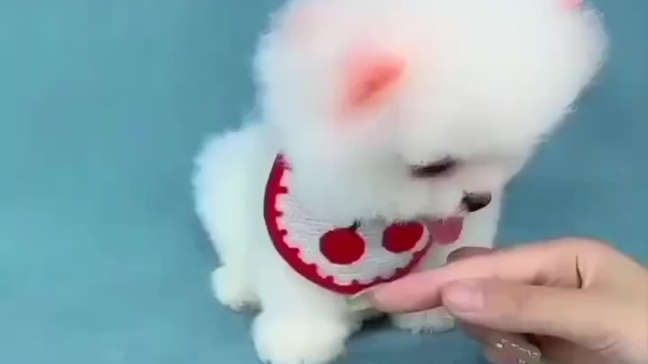 Cute puppie