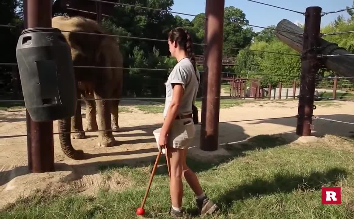 How to train elephants