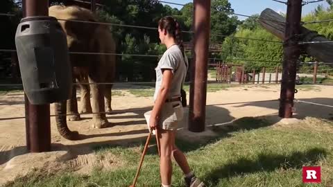 How to train elephants