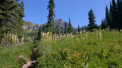 Mount Rainier National Park - Nature Relax Video, Summer Scenery