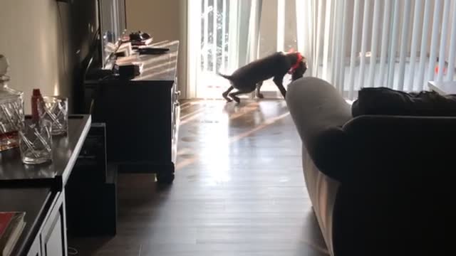 Puppy Practices Poor Coordination