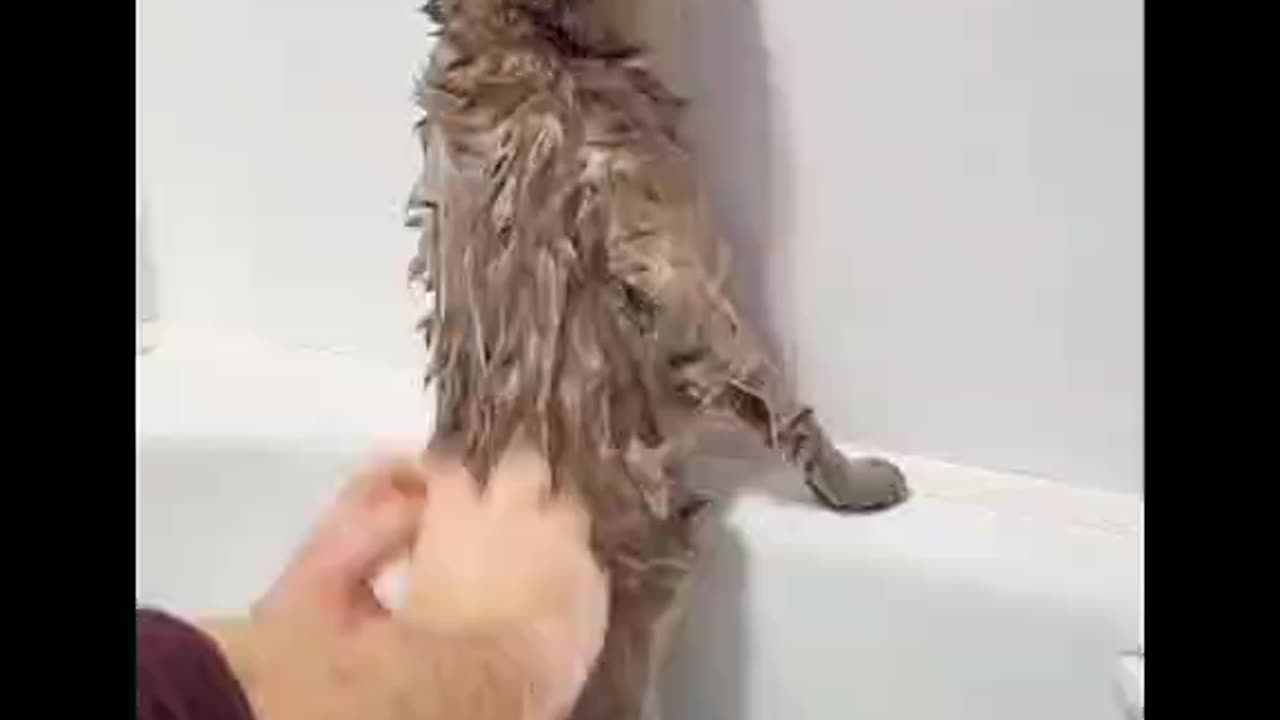 Cat Baptizing