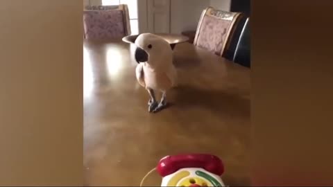 FUNNY VIDEO