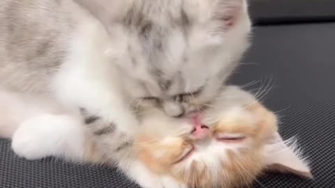 Romantic cute cats