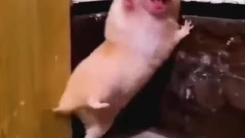 Best Funny Animal Videos