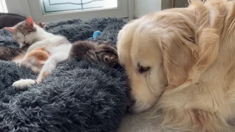 Mom Cat and Tiny Kittens Love their Best Friend Golden Retriever