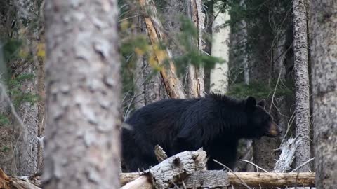 Black Bear Bear Animal Mammal San Francisco Peaks