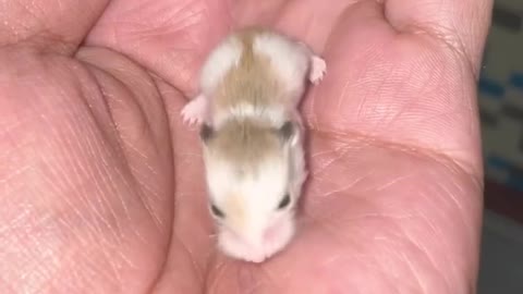 12dayoldbabyhamsters#shorts#pets