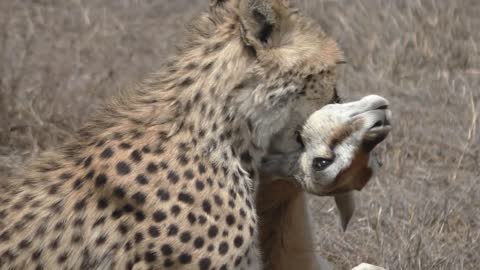 Cheetah Kill Right Under Our Car-3