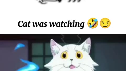 Funny cat moments 🤣