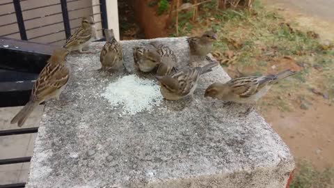 Save Sparrow Birds