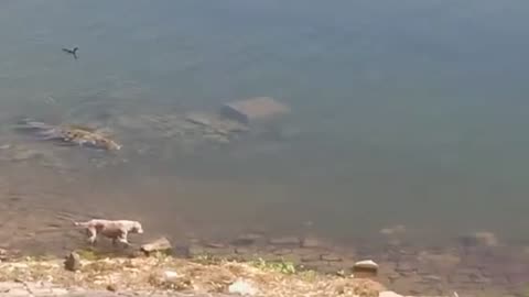 PREDATOR HUNTED DOG