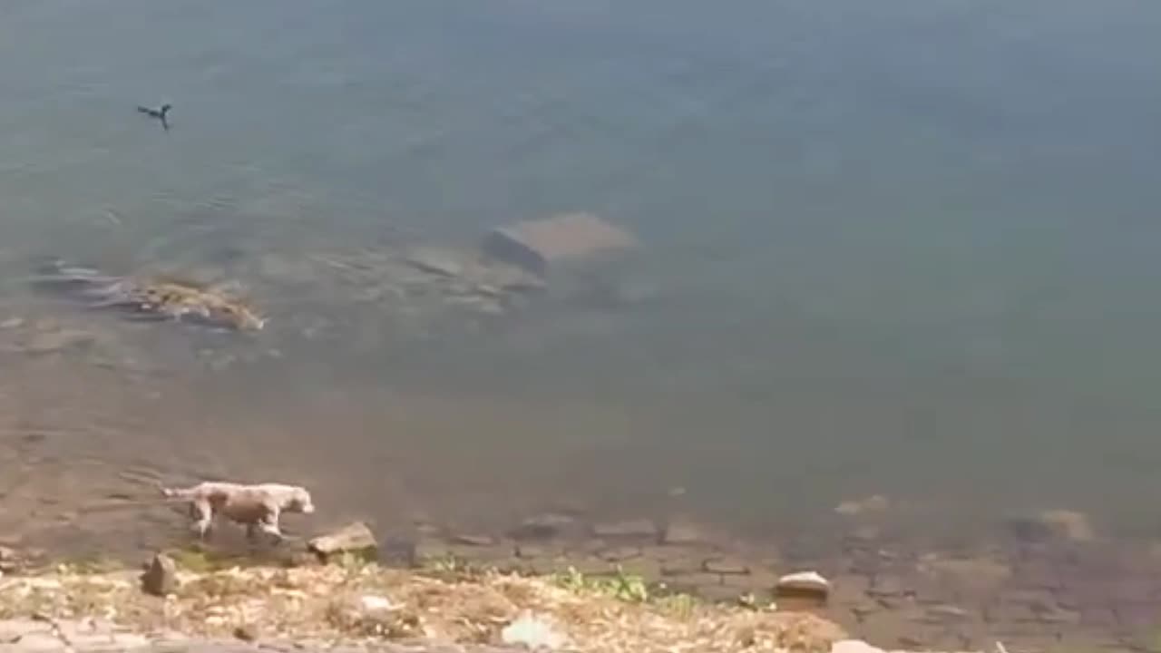 PREDATOR HUNTED DOG