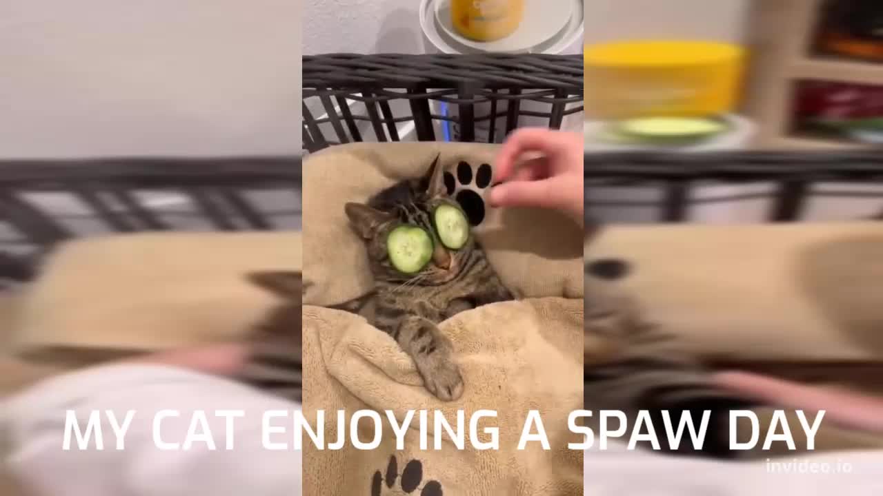 YOUR LIFE WITH AN ANIMAL