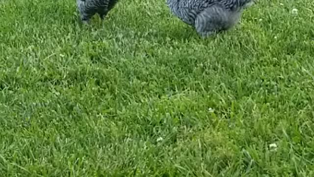 Chickens exhibiting aggresive postures