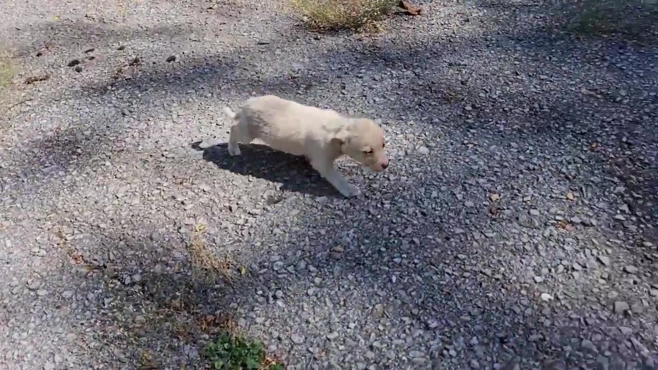 We rescued tiny tony puppy