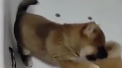 Beautiful dogs 🐶 trending video