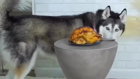 Leaving my Turkey with meekathehusky to see her reaction 😂