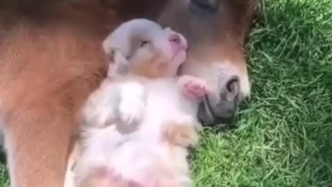 cute puppy and little horse