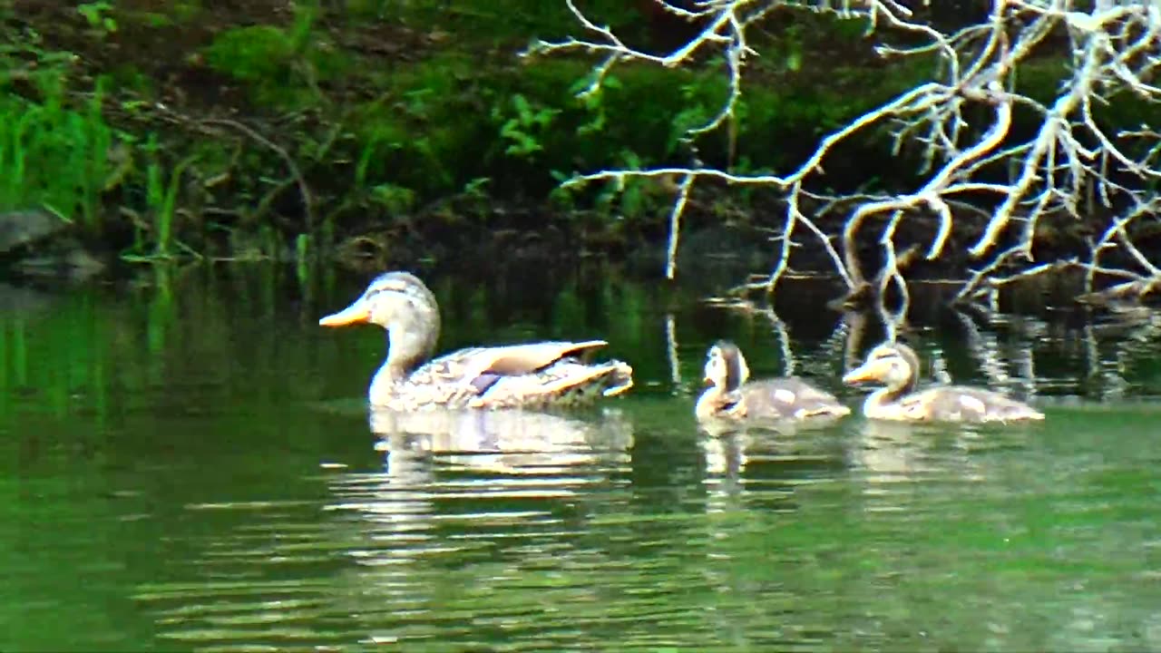 Mallard Duck Family