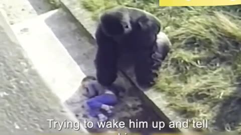 a kid fallen into the cage of gorilla