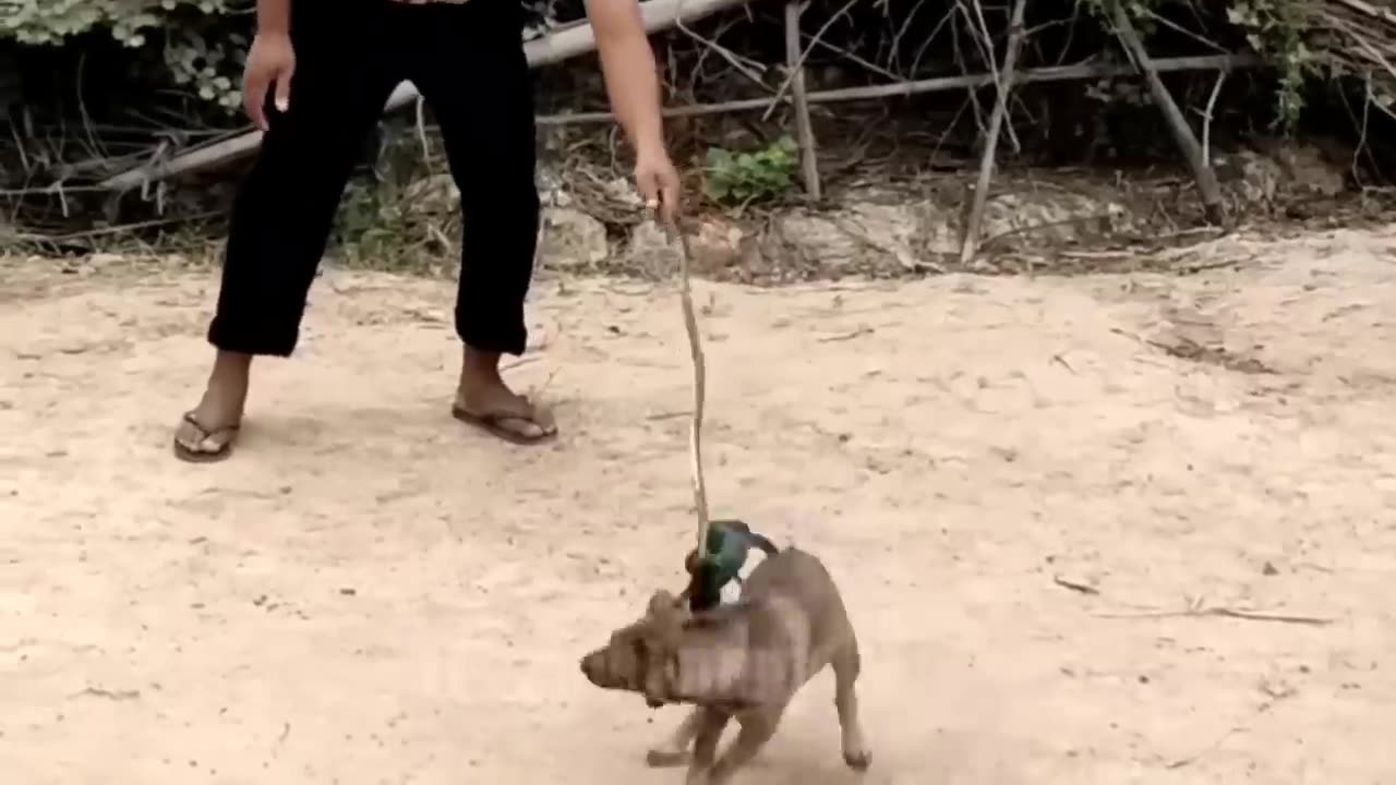 Funny boy