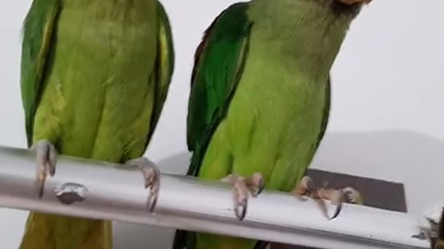 2 fuuny parrot• cute and funny parrot•Best vines fun•