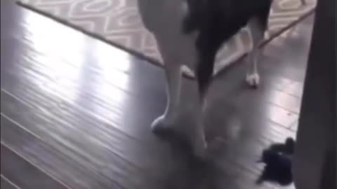 Shorts - Who Did This?