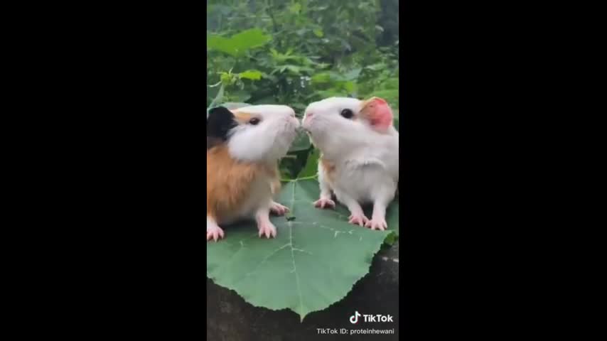 CUTE PETS COMPILATION