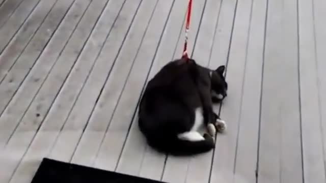 Funny Dog and Cat Videos Cute Animals