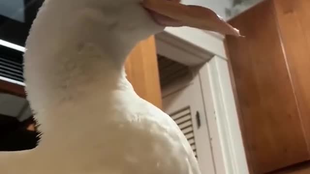 Trends are better with a duck 🦆