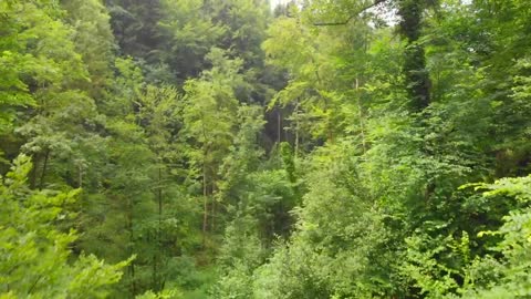 Swiss Landscape, Misty Forest- Wasserwelten im Tösstal