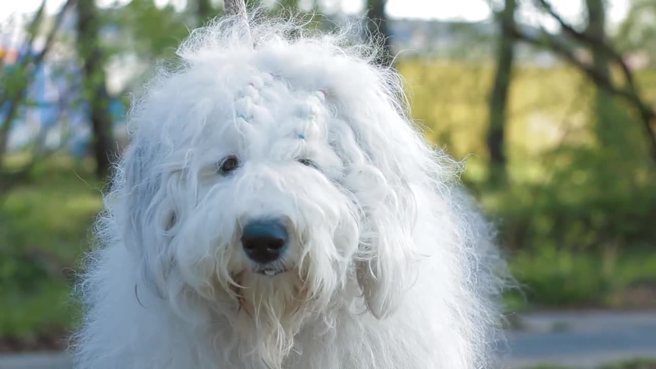 O is for Old English Sheepdog