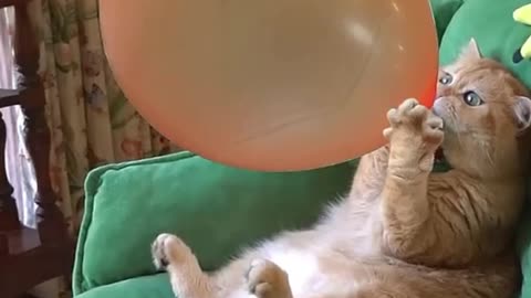 "Soaring on a Cat Balloon: A Whisker-ful Adventure!"