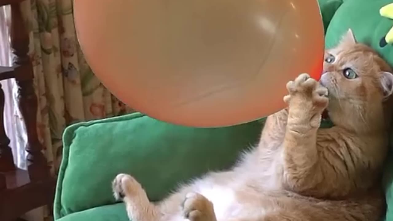 "Soaring on a Cat Balloon: A Whisker-ful Adventure!"