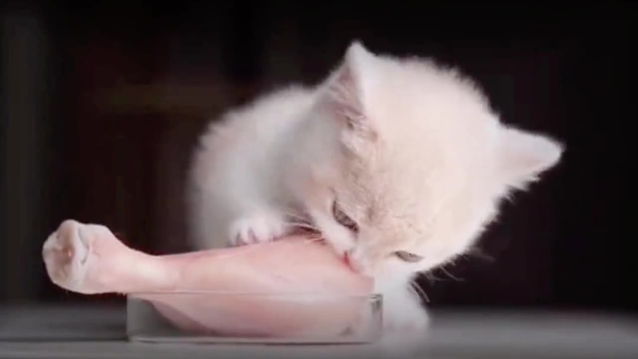 Whiskerlicious Delight: Adorable Cat's Culinary Adventure!