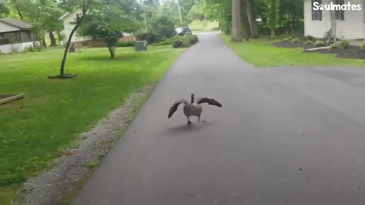 Guy Teaches His Rescued Gosling How To Fly | The Dodo Soulmates