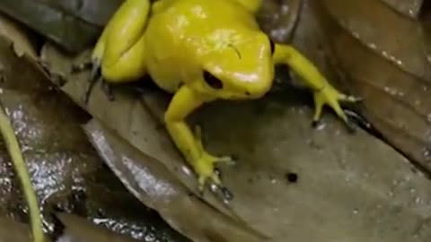World Most Venemous Frog