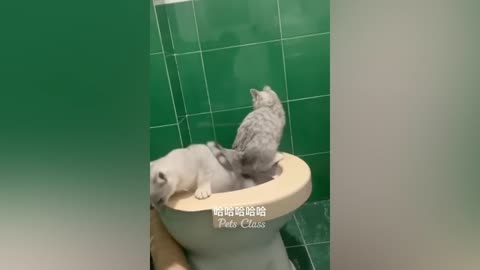 Funniest Animals 2023 😂 Funny Cats and Dogs Videos 😺🐶 Part 1