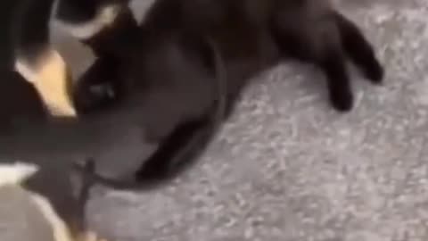 Fun thing between dog and cat