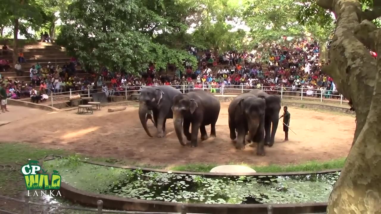 Elephants Dance At Dehiwala National Zoo (Sri Lanka)