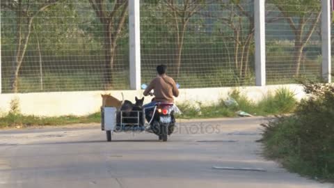 motorcycle with dogs in a trailer ridess