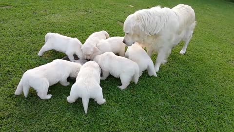 Cute dog family eating food