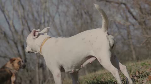 Amazing Dog fight moment