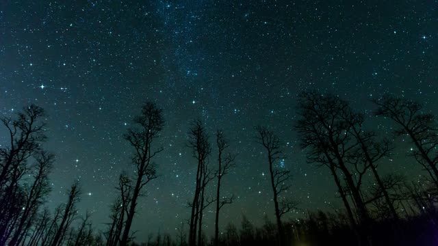 free . starry sky, trees, stars, background full HD 4K