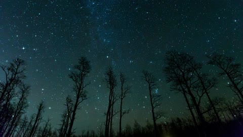 free . starry sky, trees, stars, background full HD 4K