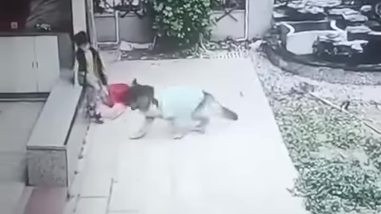 Dog saved baby boy 😍