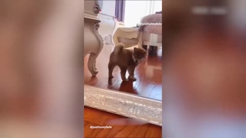 Viral Funny animals videos 😂🤣🤣